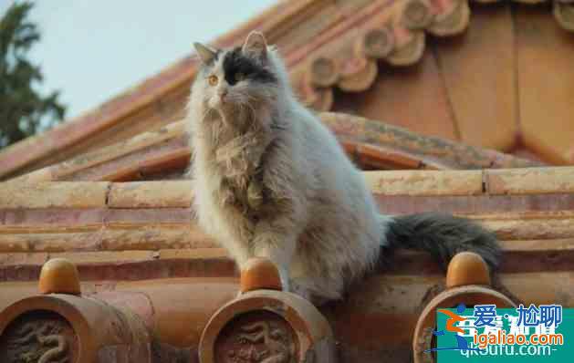 故宫的猫可以领养么 故宫的猫是什么品种？