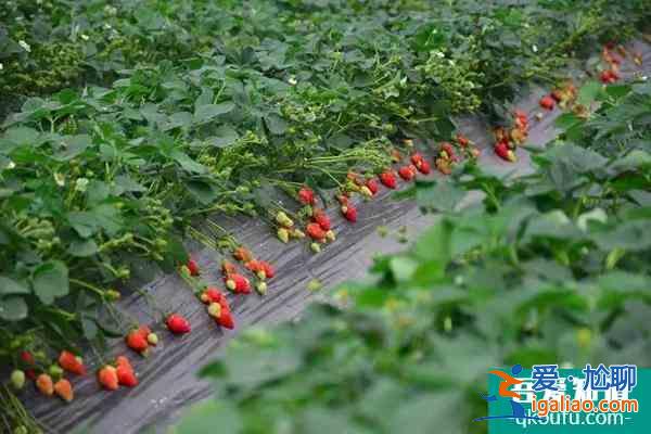 南京哪里有摘草莓的地方？