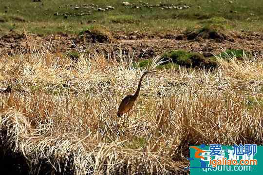 青海湖首次记录到草鹭 鸟类种数达224种？