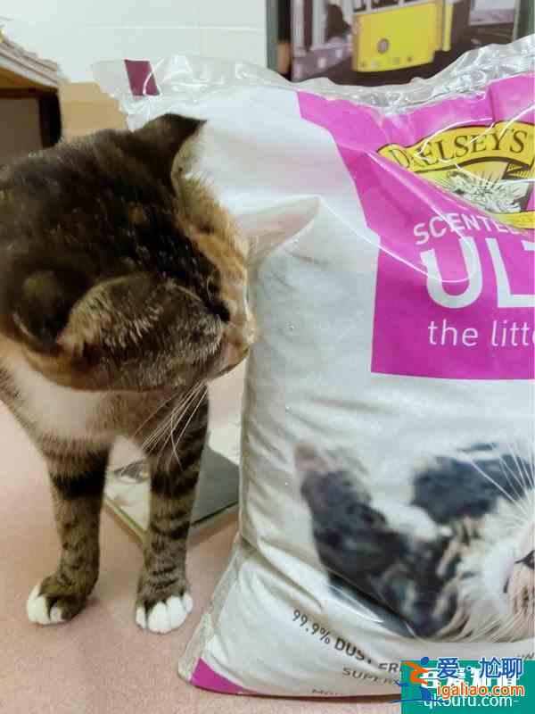 八卦的猫砂分享？