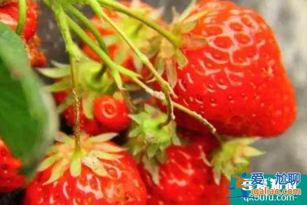 北京密云哪里有采摘草莓的地方 北京密云草莓采摘园推荐？