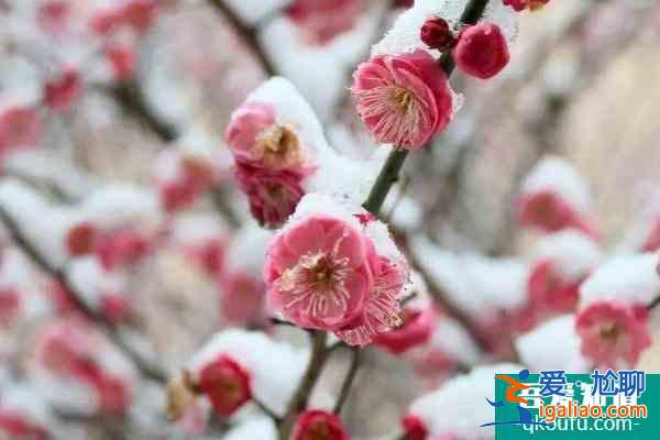 冬季梅花山怎么样 南京梅花山冬季赏雪赏梅攻略？