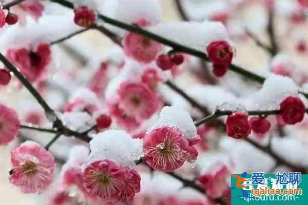 冬季梅花山怎么样 南京梅花山冬季赏雪赏梅攻略？