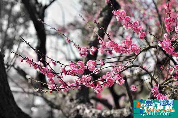 长沙赏梅花的地方 赏梅花的最佳时间？