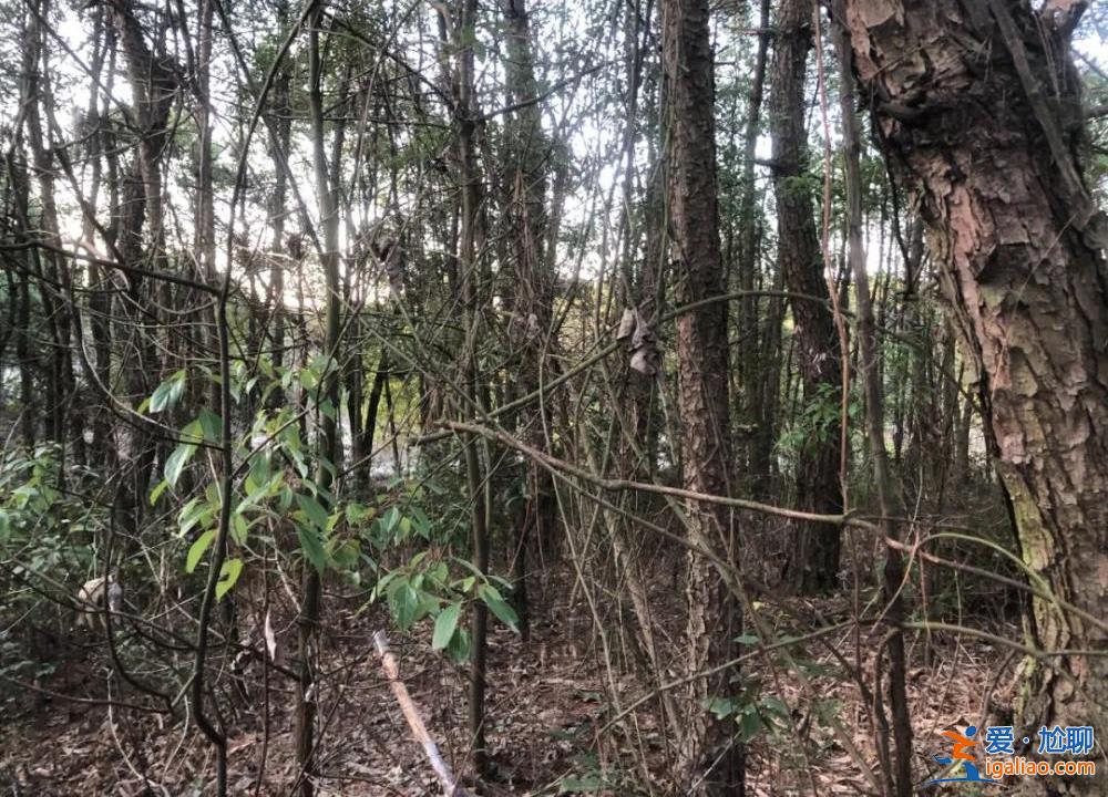胡鑫宇事件 等待真相？