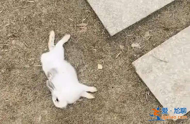 游客偷带食物喂兔子致大批死亡 提高素质很重要？