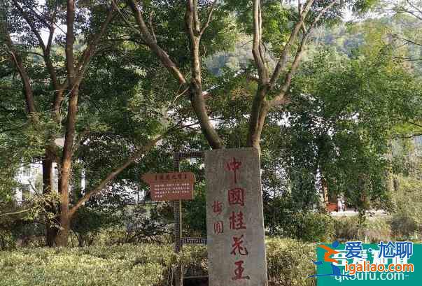 2021绍兴受疫情影响大香林兜率天景区临时闭园？