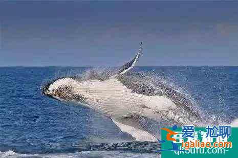 2021墨尔本冬季观鲸最佳区域在哪？