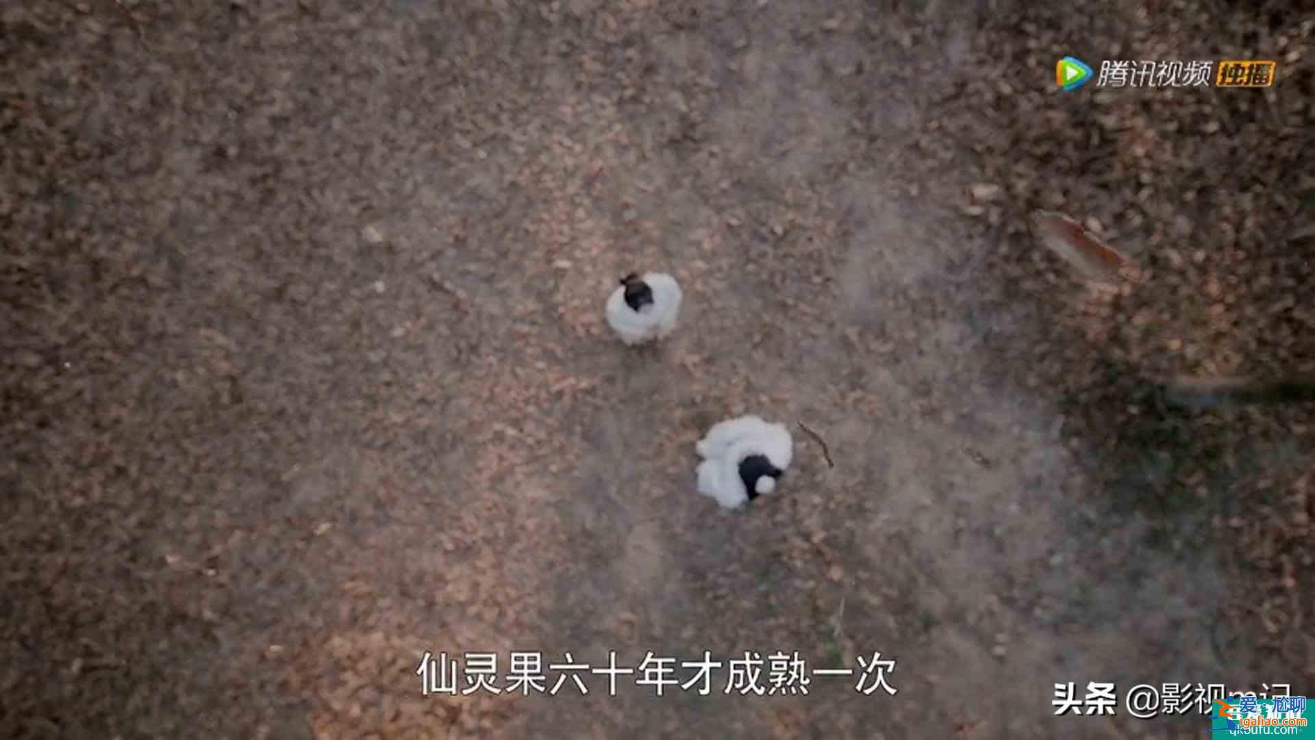 《且听凤鸣》：杨超越本色出演“锦鲤”？