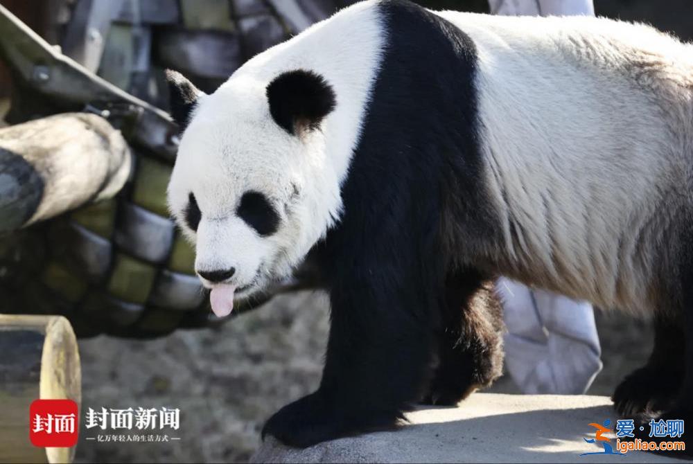 旅美大熊猫乐乐去世 中美将联合调查死因？