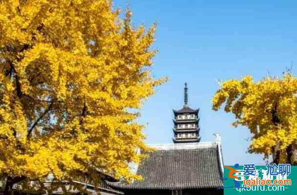 上海地铁15号线沿线银杏美景推荐 观赏银杏的好地方？