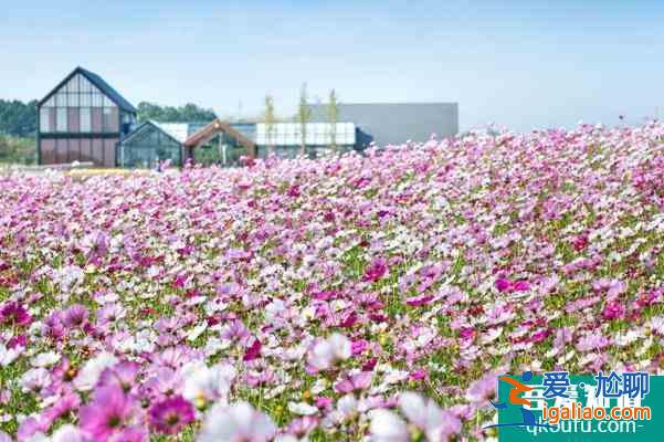 2022年1月句容A级景区向南京市民免费开放？