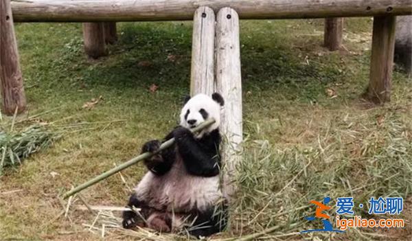 旅美大熊猫“乐乐”离世，终年25岁[乐乐]？