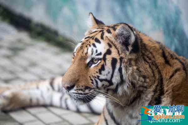 2022温州动物园春节开放时间及门票价格？