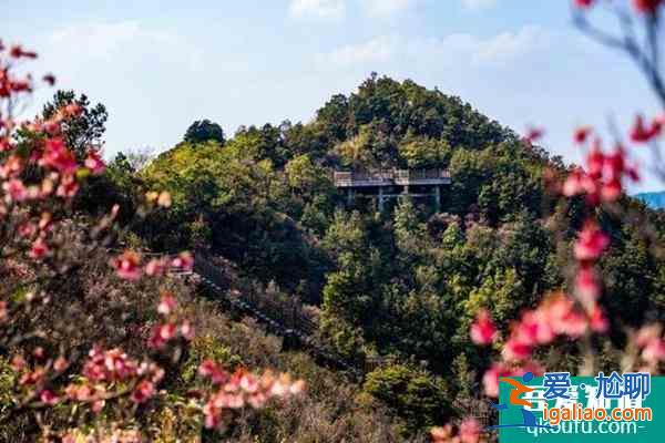 2022南宁大明山茶景区春节有什么活动？