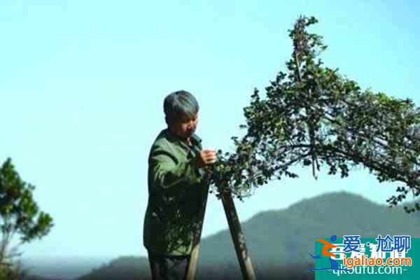 吴桔云大叔菜圃具体位置在哪？