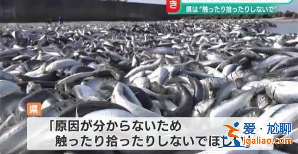 日本一沙滩惊现大量沙丁鱼，将整个沙滩覆盖[沙丁鱼]？