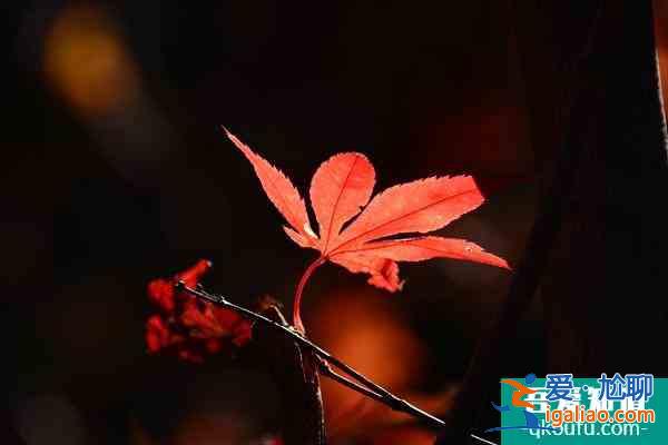 南昌凤凰沟景区什么时候去最佳 12月正值枫叶最佳观赏期？