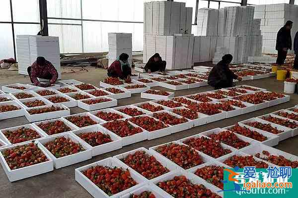 沂南草莓种植基地采摘攻略 临南去哪里摘草莓？