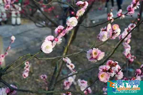 湖南植物园的梅花开放了吗?里面的梅花都有什么品种？