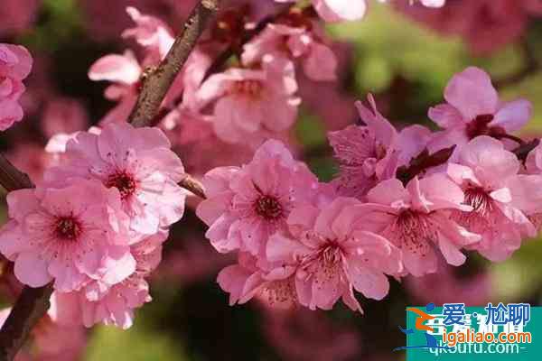 湖南植物园的梅花开放了吗?里面的梅花都有什么品种？