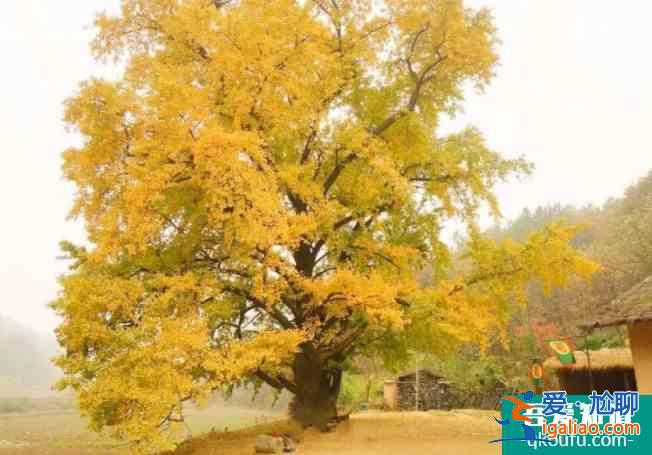 上海古银杏树排名 2021上海古银杏观赏指南？