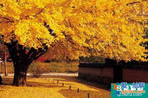 上海古银杏树排名 2021上海古银杏观赏指南？