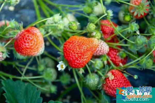 杭州哪里有草莓采摘园？