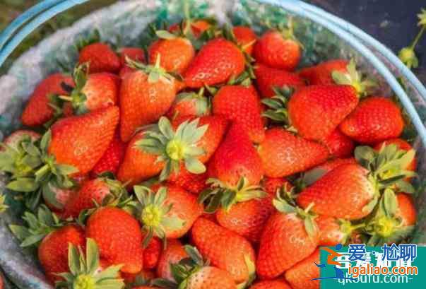 深圳福永哪里有草莓摘 深圳福永摘草莓的地方？