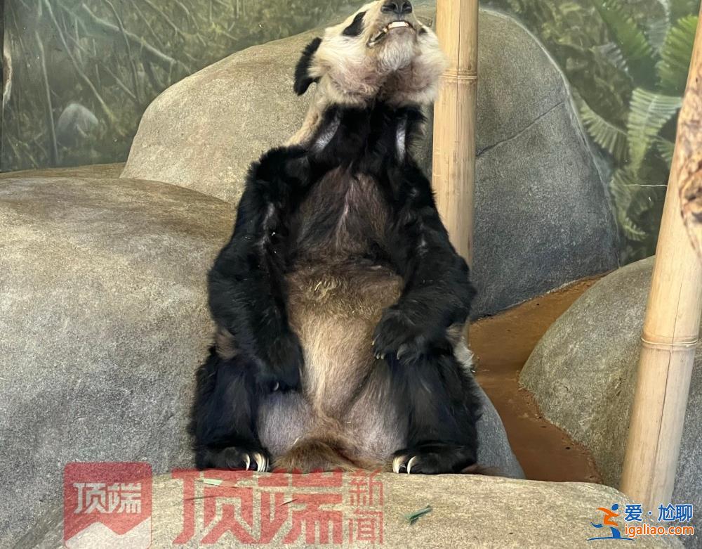 专家已赴美照看“丫丫”并协商回国？
