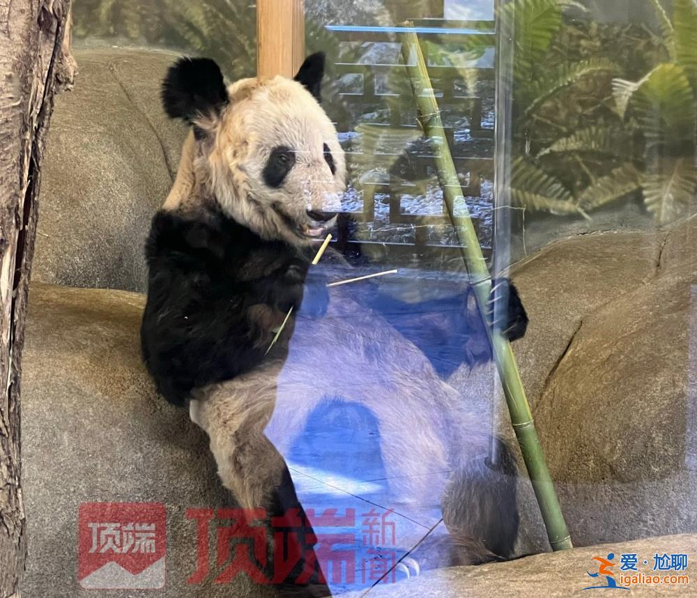 专家已赴美照看“丫丫”并协商回国？