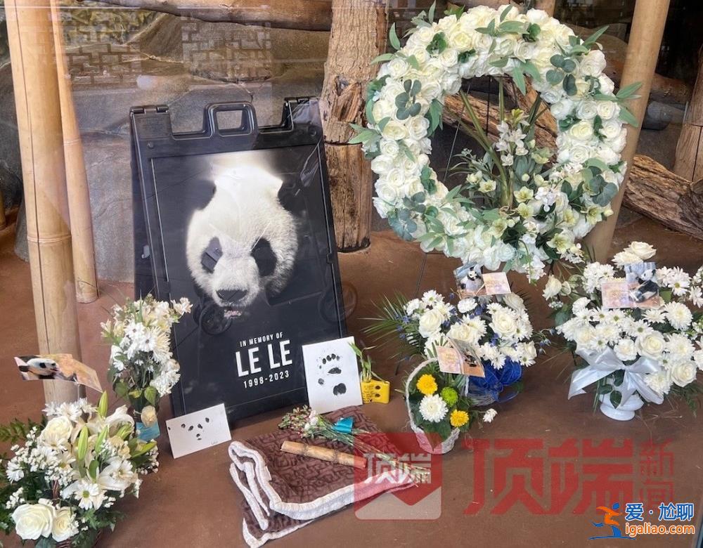 专家已赴美照看“丫丫”并协商回国？