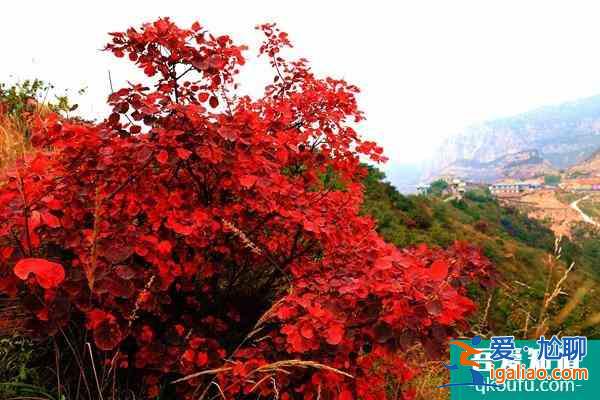 第十五届中国·重庆长江三峡(巫山)国际红叶节游玩攻略？