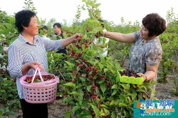 无锡采摘桑葚的好去处？