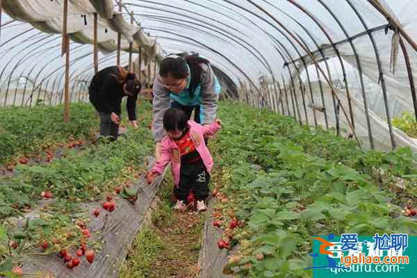 无锡十大草莓采摘基地指南？