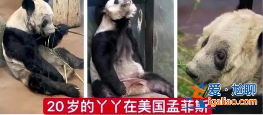 孟菲斯动物园表示丫丫毛发稀疏是家族遗传 网友怒了？