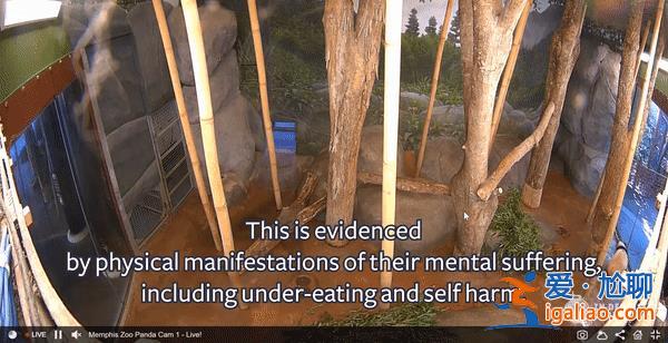 孟菲斯动物园表示丫丫毛发稀疏是家族遗传 网友怒了？