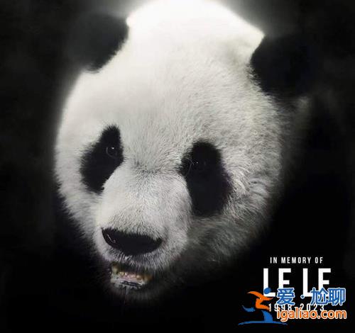 旅美大熊猫乐乐死因初步确定 中方已为接返熊猫丫丫做好准备？