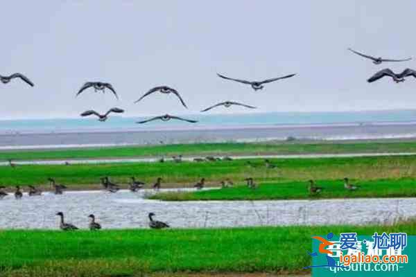 鄱阳湖观鸟最佳时间及最佳地点？