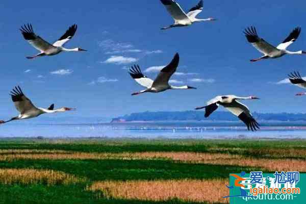 鄱阳湖观鸟最佳时间及最佳地点？