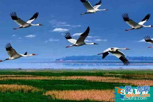 鄱阳湖观鸟最佳时间及最佳地点？