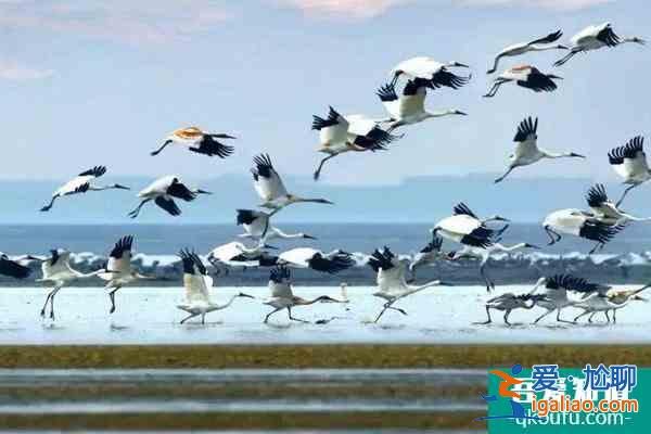 鄱阳湖观鸟最佳时间及最佳地点？