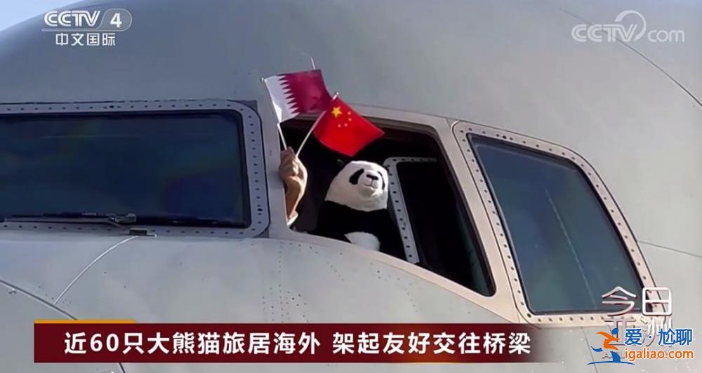 除皮肤病导致的毛发脱落外 食欲良好？