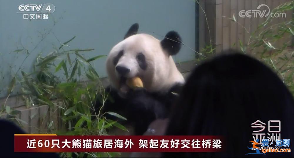除皮肤病导致的毛发脱落外 食欲良好？