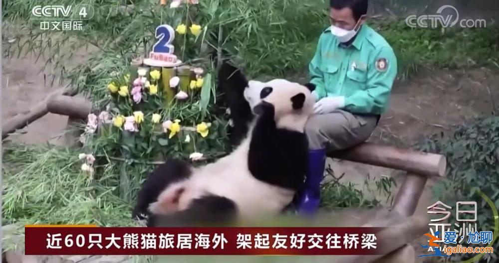 除皮肤病导致的毛发脱落外 食欲良好？