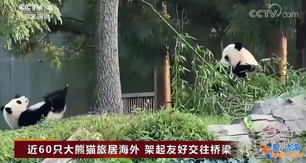 除皮肤病导致的毛发脱落外 食欲良好？