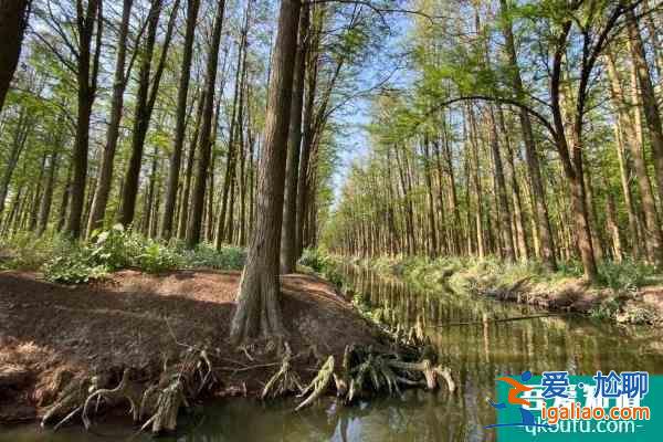 2021因改造升级兴化水上森林景区暂时关闭？