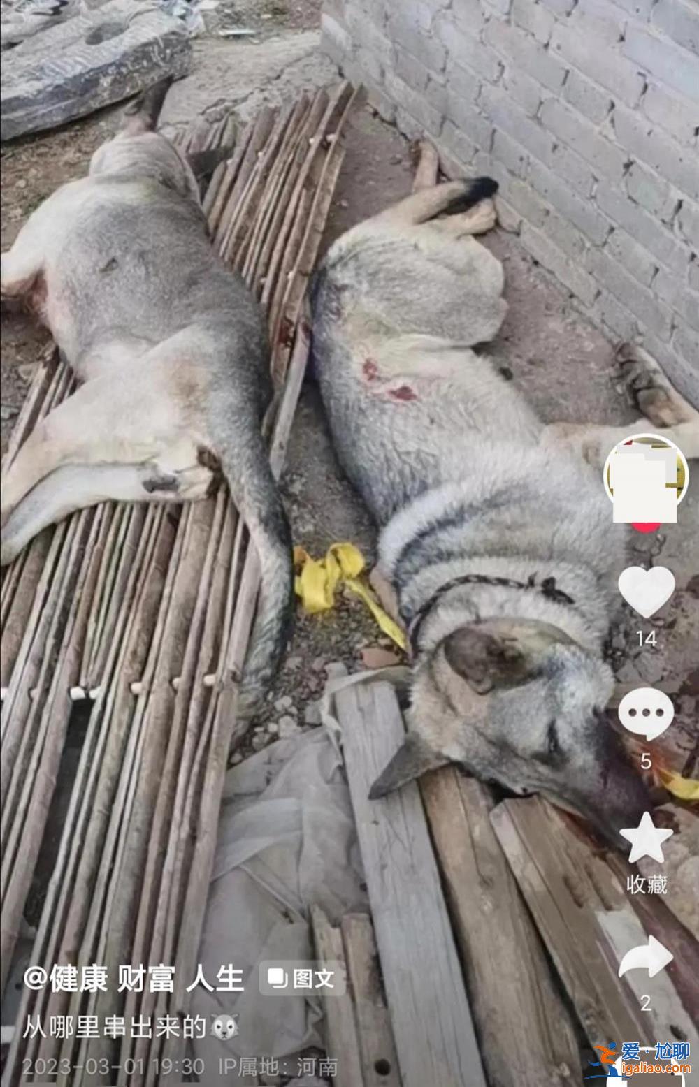已击毙两只 正寻找主人？