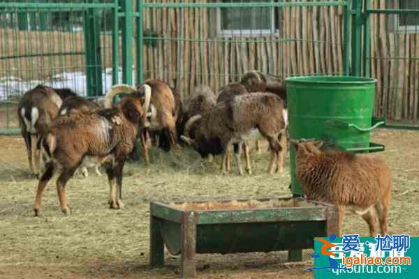 大青山野生动物园于11月23日恢复开园公告？