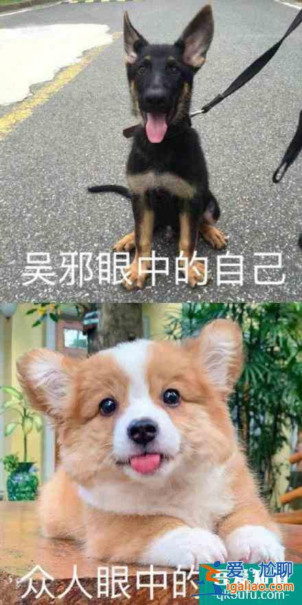 《重启》吴邪头像是狗，张起灵的是长白山，刘丧胖子的太搞笑了？